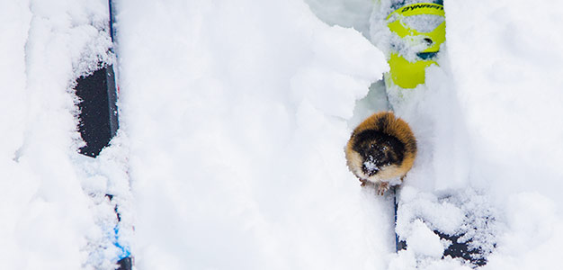 lyngen storhaugen nature lemming sopuli