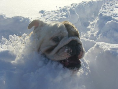 2010 lumitilanne, lähemmäs metri lunta Hämeessä ja jo edesmennyt englanninbulldoggi Jaken mielestä talvi oli elämän parasta aikaa!