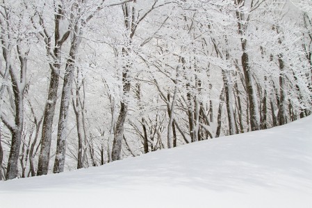 Hakuban Cortina tarjoaa maailman parhaimmistoon kuuluvaa metsälaskua. Puusto on suomalaiseen silmään eksoottisen erilaista kuin kotimaassa.