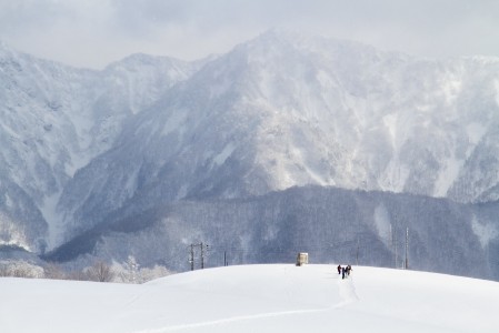 Hakuba Cortinan maasto on ylhäältä alas metsäistä, mutta pääosaltaan laskemiseen sopivan harvaa.