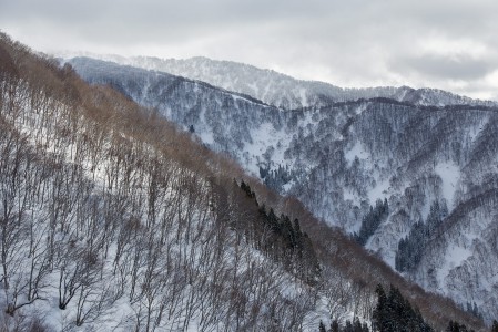 Nozawa Onsenin maasto on ylös asti puiden peittämää, joten näkyvyys on taattu kaikilla keleillä eikä jyrkemmätkään harjanteet ole aivan yhtä vyöryherkkiä kuin avoimet alueet.