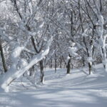 Hakuba trees