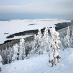 koli maisemat