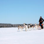 vuokatti huskysafari