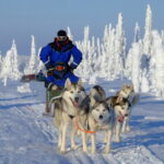 Husky Salla