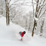 Hakuba Cortina powder