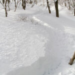 Hakuba Cortina powder tracks