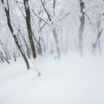 nozawa onsen forest powder