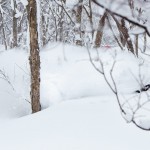 nozawa onsen powder skiing