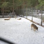 Järvzoo eläintarha susi